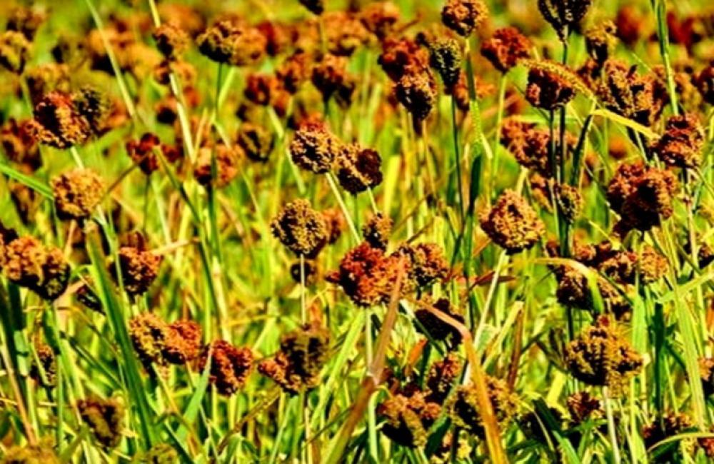 नेपाल सरकार द्वारा साउन १६ लाई राष्ट्रिय कोदो दिवसकाे घाेषणा ।
