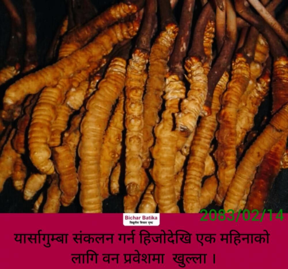 यार्सागुम्बा संकलन गर्न हिजाेदेखि एक महिनाकाे लागि वन प्रवेशमा  खुल्ला ।