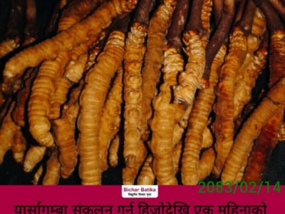 यार्सागुम्बा संकलन गर्न हिजाेदेखि एक महिनाकाे लागि वन प्रवेशमा  खुल्ला ।
