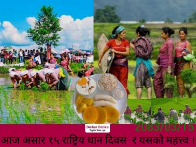 आज असार १५ राष्ट्रिय धान दिवस  र यसकाे महत्त्व ।