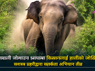 धानबाली जोगाउन झापामा किसानलाई हात्तीको जोखिम, सशस्त्र प्रहरीद्वारा सतर्कता अभियान तीव्र