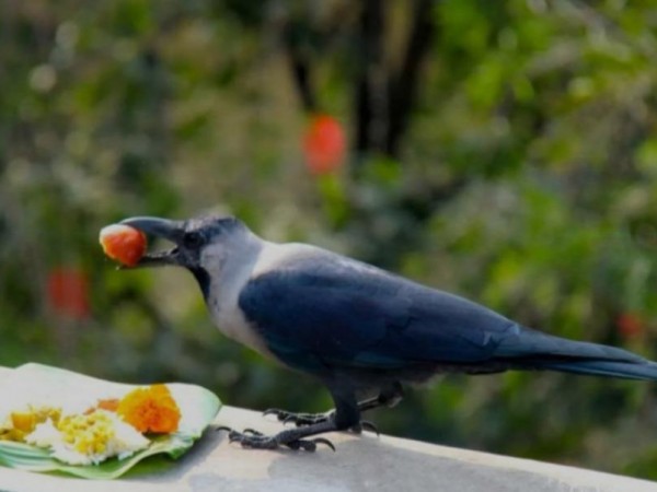 आज यमपञ्चककाे पहिलाे दिन कागतिहार ।