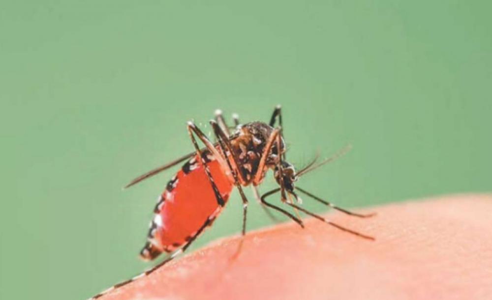 डेङ्गु संक्रमण तीव्र १९हजार  संक्रमित ९ जनाकाे मृत्यु ।